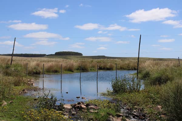 1125 hectáreas. Ganadero Forestal en Río Negro Uruguay